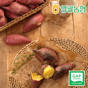 [영광농협] 22년 햇 꿀청고구마/ 맛있는 꿀고구마 10kg (특)